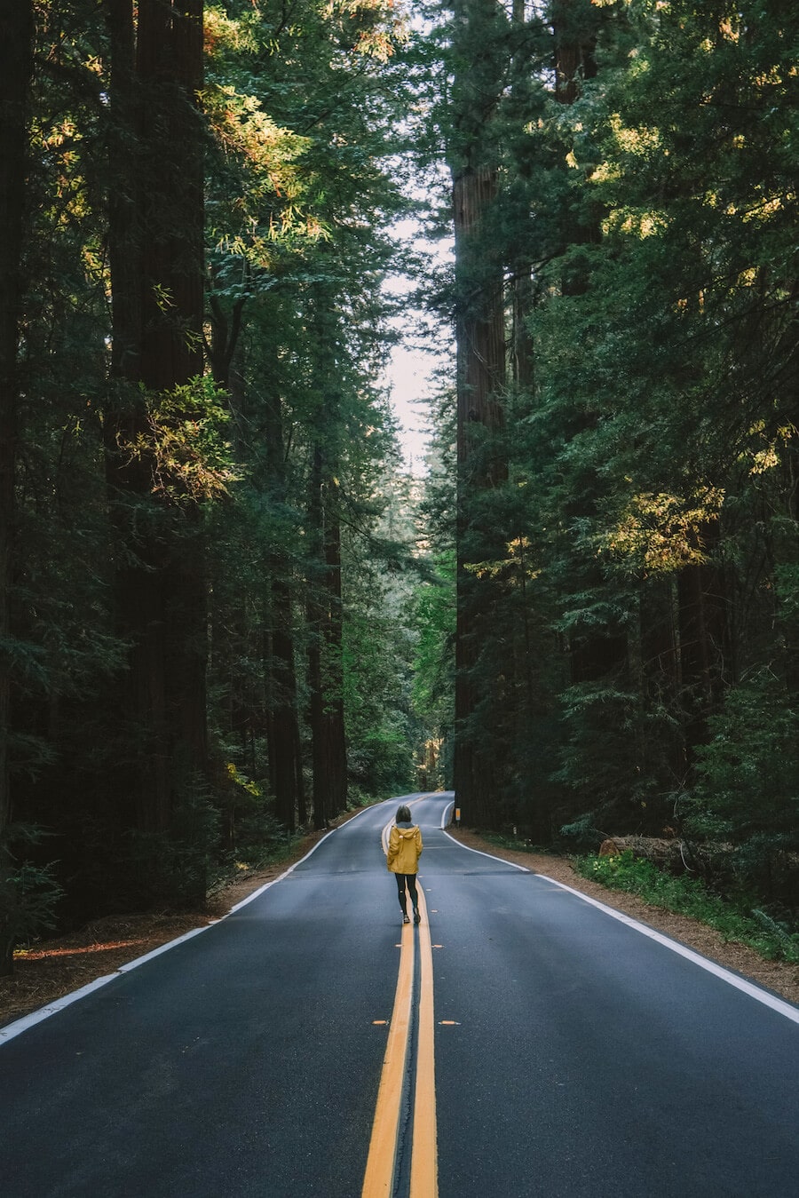 Guía definitiva de viaje por carretera en el norte de California