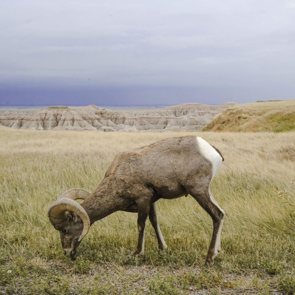 Parque Nacional Badlands, Dakota del Sur