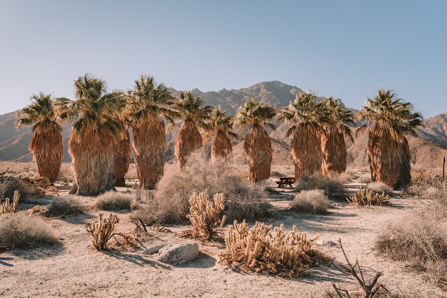 Las palmeras se alinearon perfectamente en el Parque Estatal del Desierto de Anza Borrego para California en el blog de primavera
