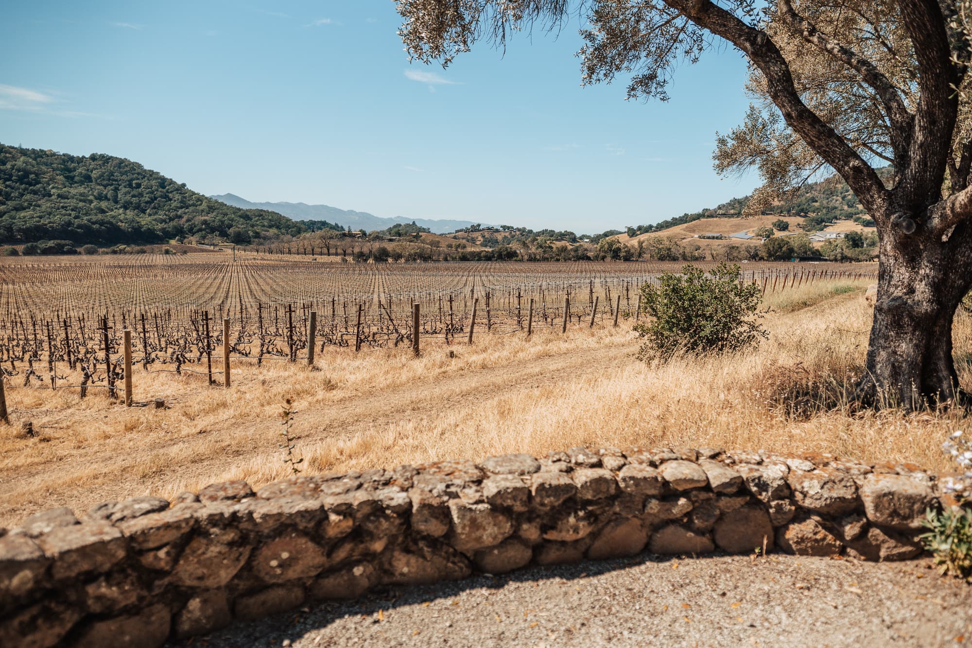 Vista de los viñedos en Napa Valley, California en primavera