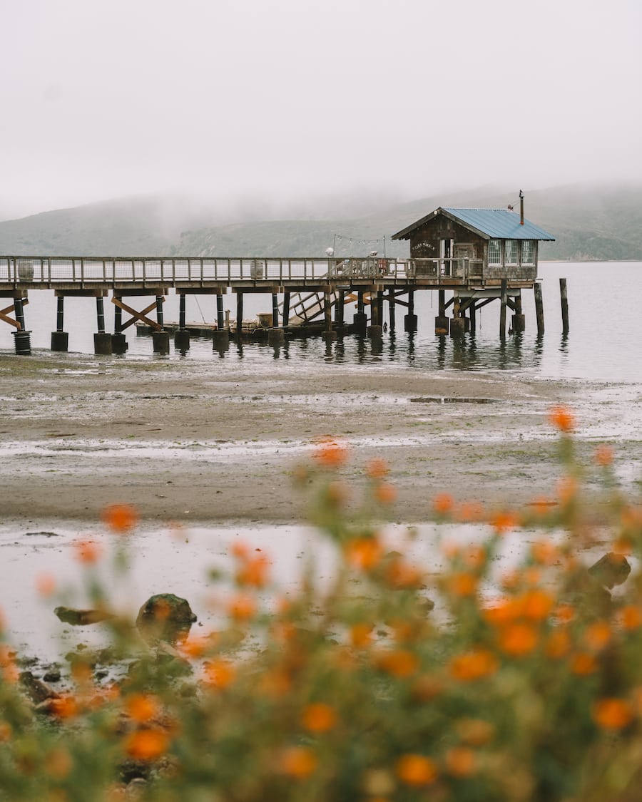 Flores silvestres que florecen en Point Reyes en Nick's Cove