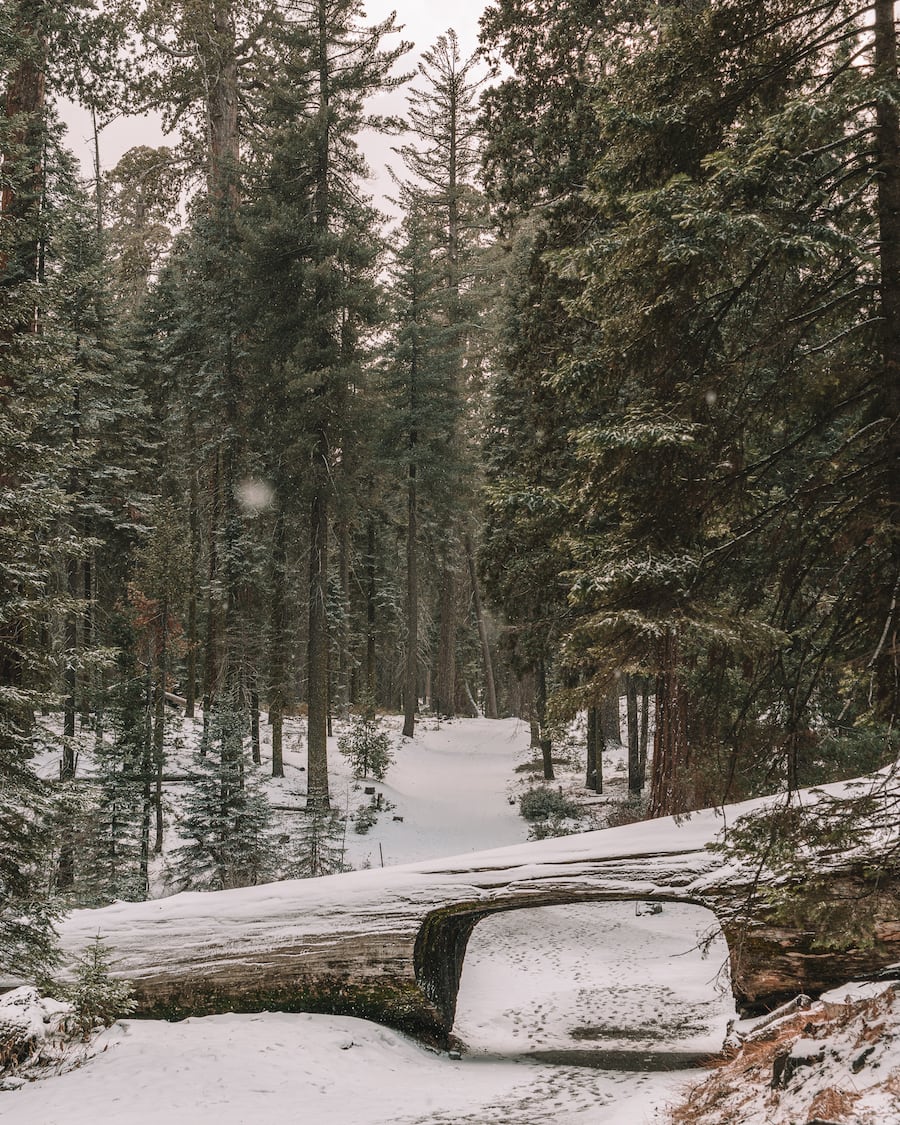 Registro de túnel en el Parque Nacional Sequoia en invierno