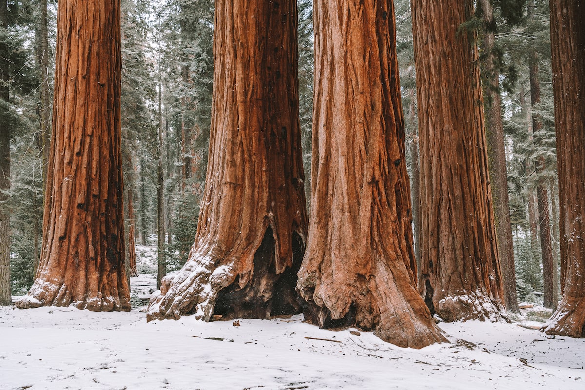 Sendero del Congreso en el Parque Nacional Sequoia, California en invierno