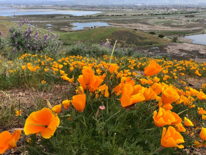 Foto del Parque Regional Coyote Hills a través de la página de FB