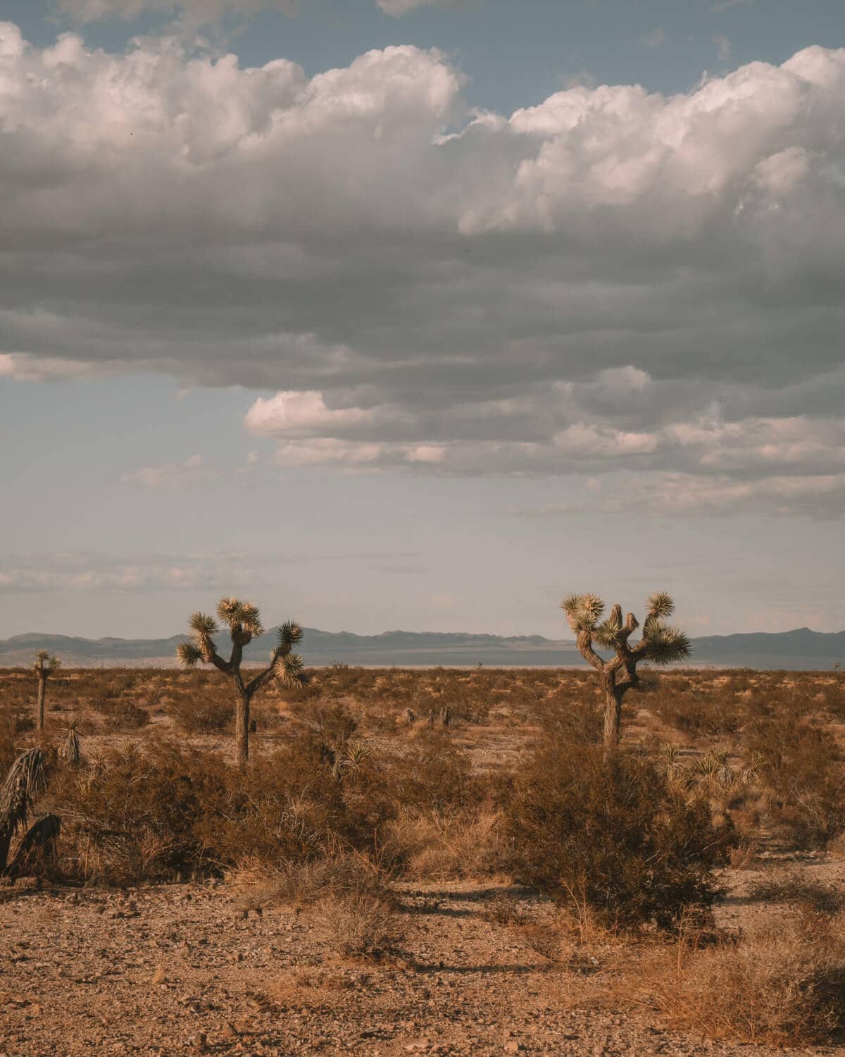 Una estancia remota y acogedora en El Rancho Joshua Tree