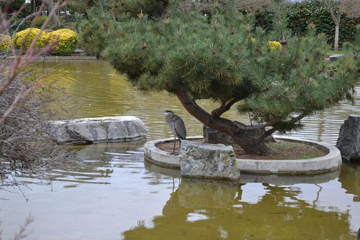 Jardín japonés de la amistad (Kelley Park) por Oleg Alexandrov a través de Wikimedia cc