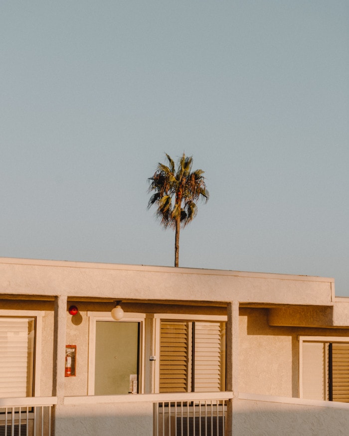 Palmera para guía Laguna Beach House