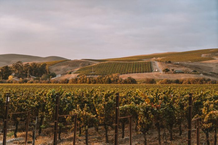 Viñedos en Los Álamos, California