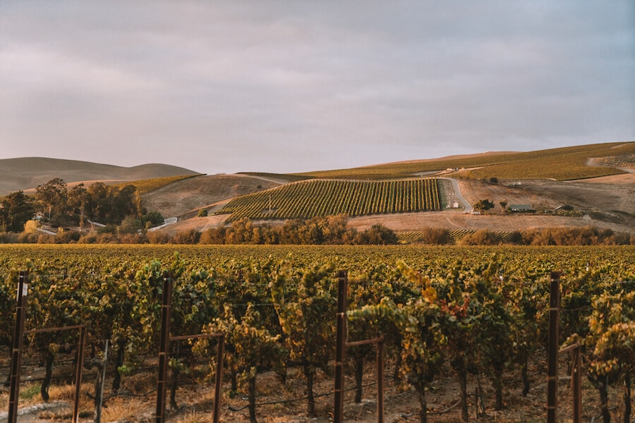Viñedos en Los Álamos, California