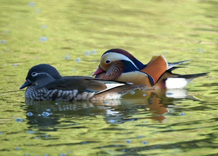 Patos mandarines en el Parque Regional Yorba por Mikes Birds a través de Wikimedia cc