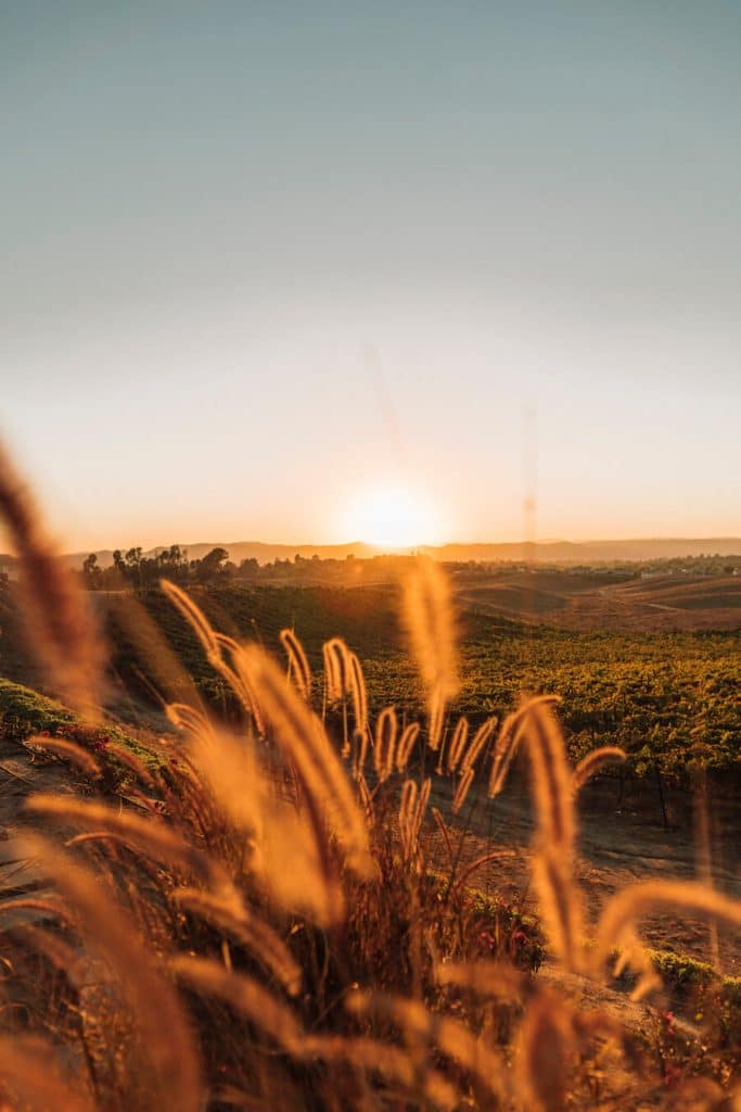 Atardecer en la bodega Callaway