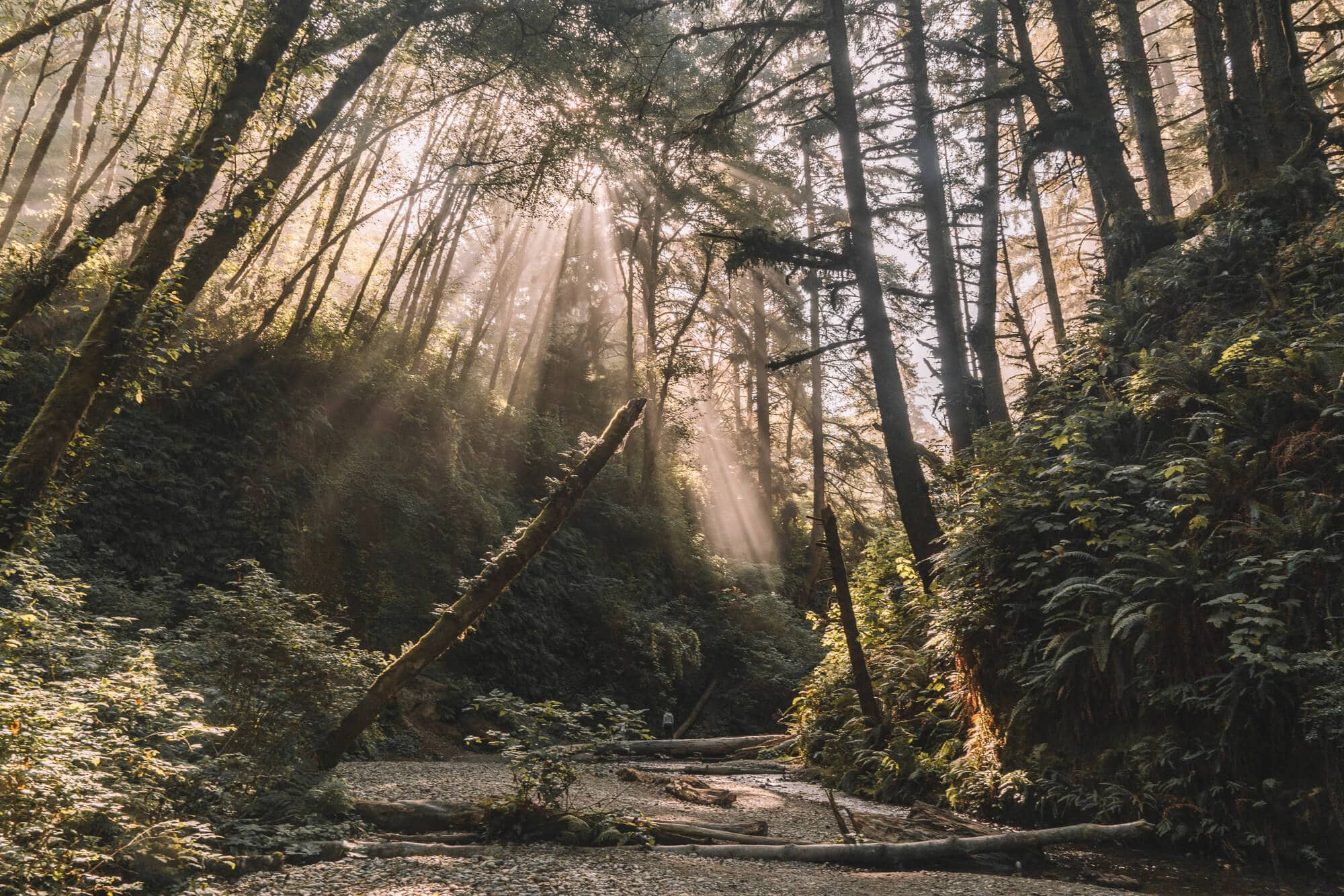 Fern Canyon en el norte de California