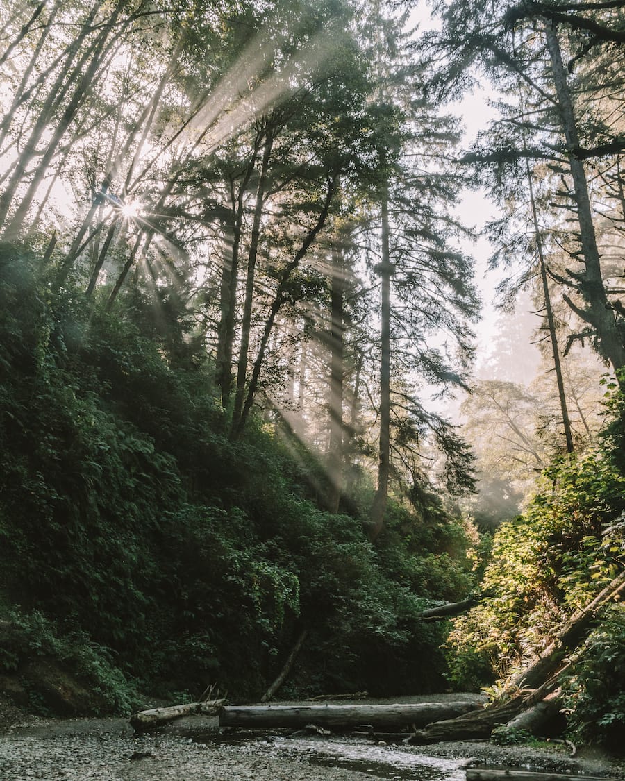 Luz que entra a través de los árboles en Fern Canyon