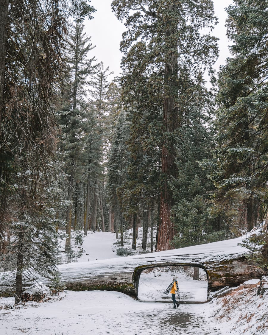 Michelle Halpern en la nieve en el túnel Sequoia