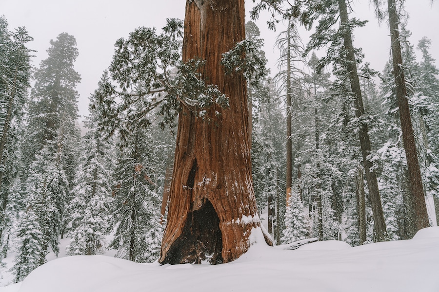 Escapadas de fin de semana desde Los Ángeles - Parque Nacional Sequoia