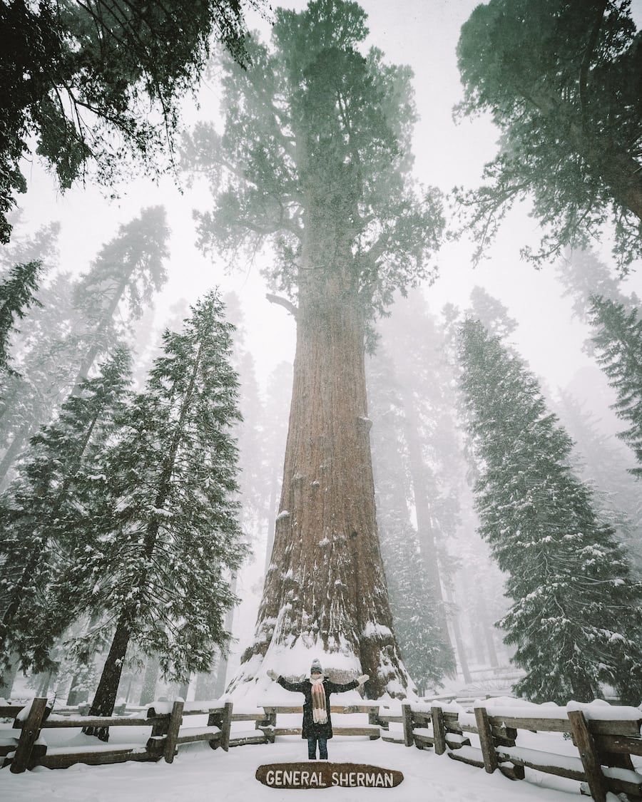 Michelle Halpern en el árbol del General Sherman